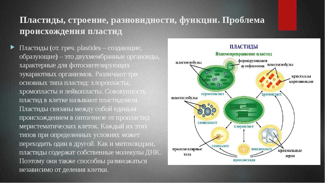 Характеристики, структура и виды пластов