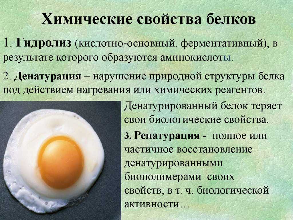 Химические и физические свойства белков, уравнения реакций белков