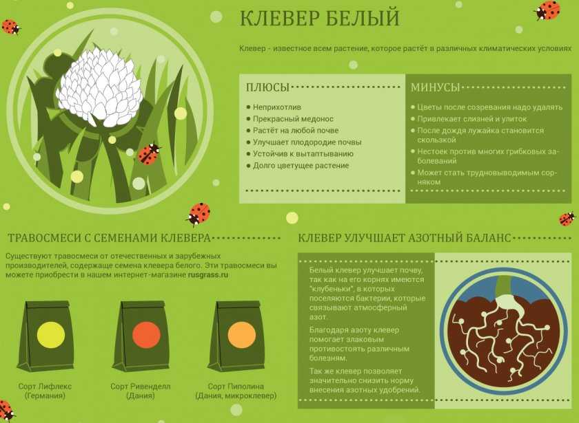 Плюсы и минусы клевера как сидерата, когда сеять и как использовать