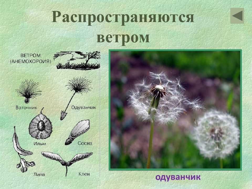 Школа аватарии: секреты пушистых волосков и распространение плодов и семян