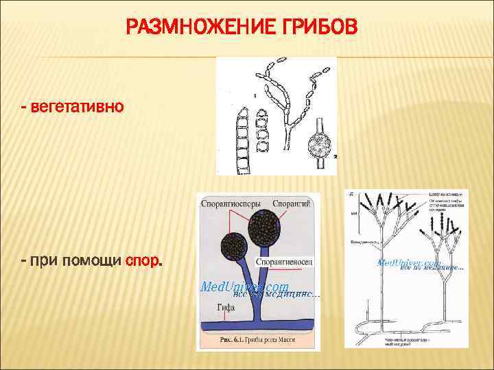 Размножение грибов половым путем. размножение грибов это