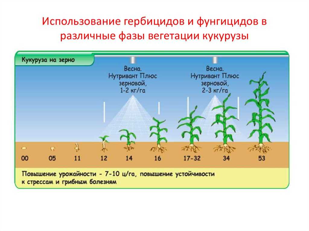 Биологические особенности, ботаническая характеристика растений кукурузы. размещение в севообороте и предшественники
