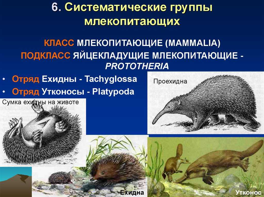 Обитатели леса