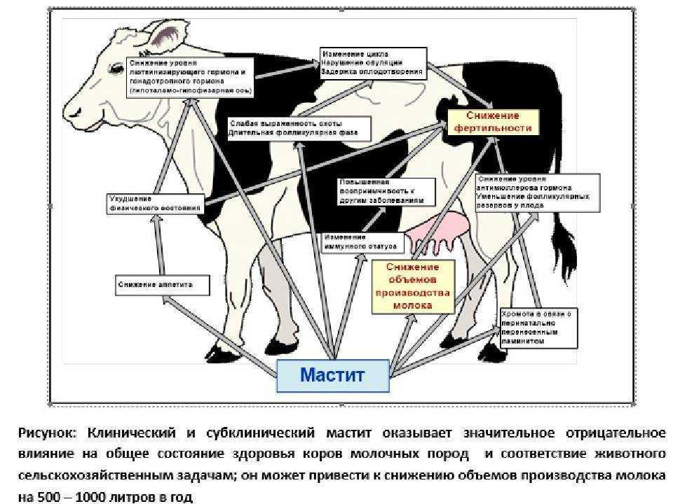 Особенности строения пищеварительной системы жвачных животных