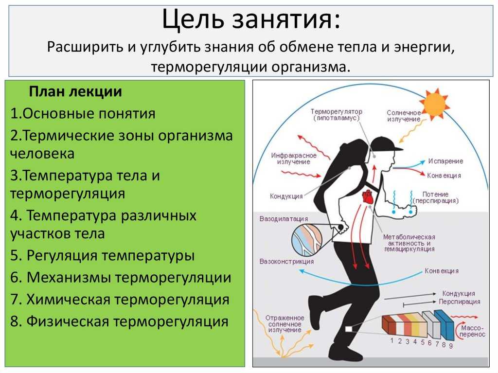 3 отношение животных к температуре. влияние температуры на жизнь лесных животных - реферат