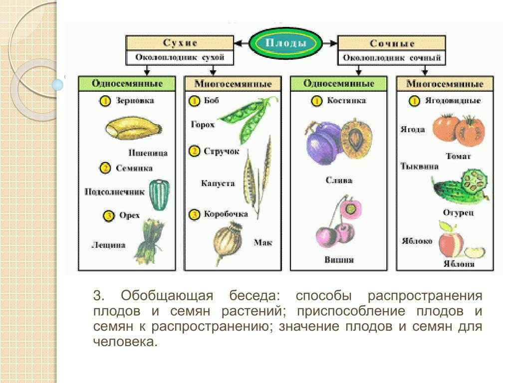 Строение плодов и способы их распространения у растений: названия и классификация