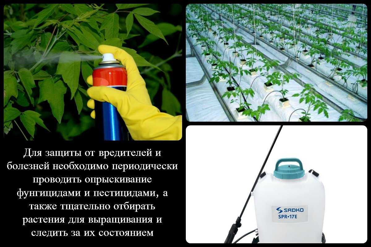 Защита растений от вредителей и болезней — химические средства