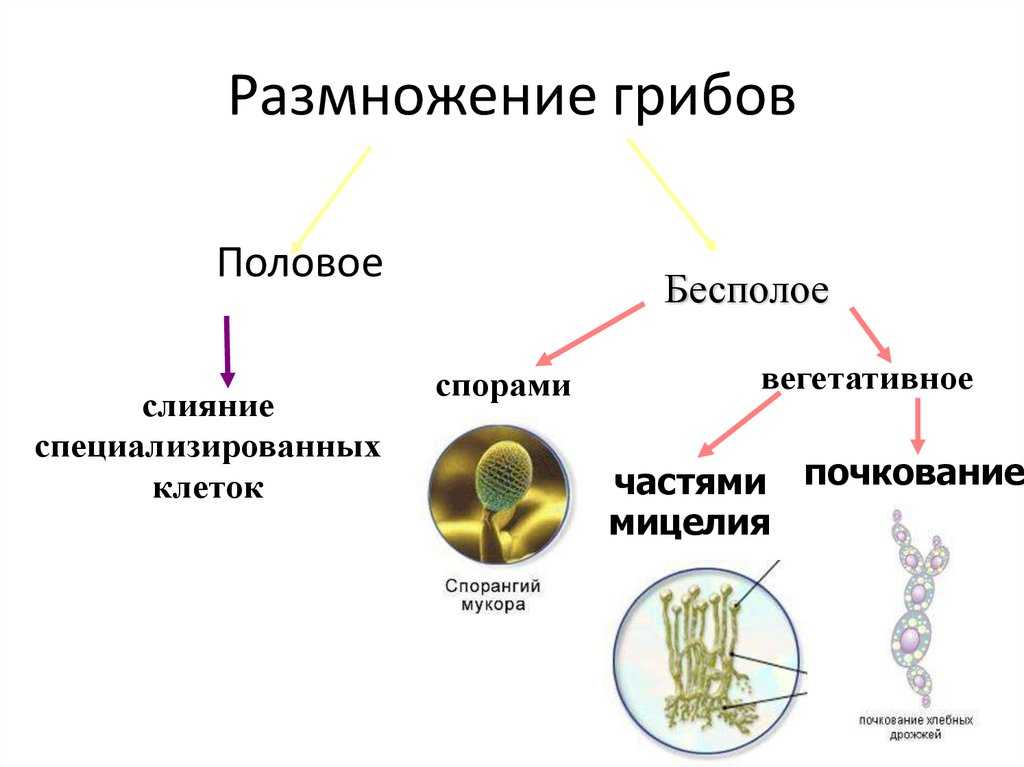 Формы и способы размножения грибов. размножение грибов