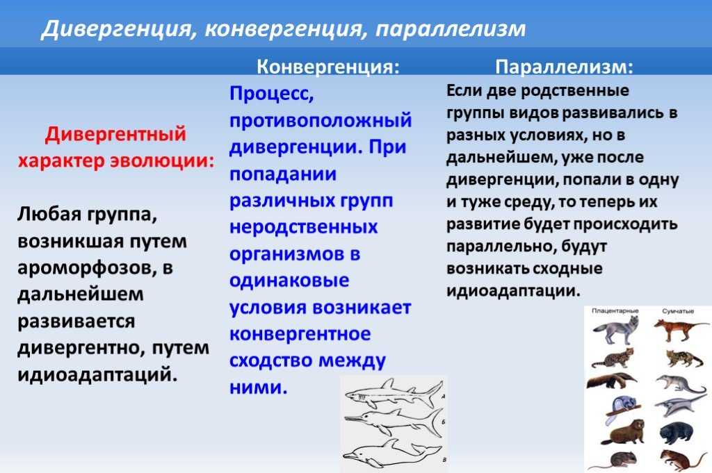 Дивергентная эволюция: причины и примеры - биология - 2023