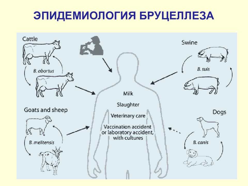 Могут ли лошади болеть бруцеллезом
