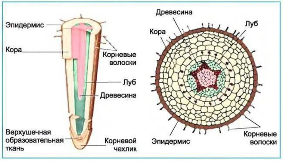 Строение корня и зон корневой системы