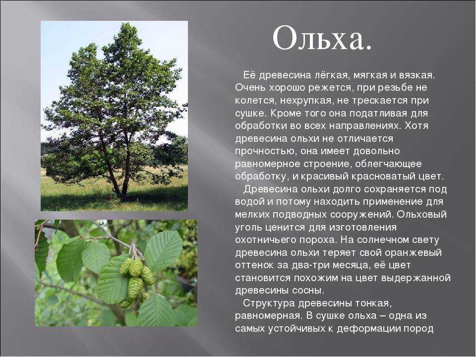 Ольха серая, или ольха белая — alnus incana | russianpermaculture.ru