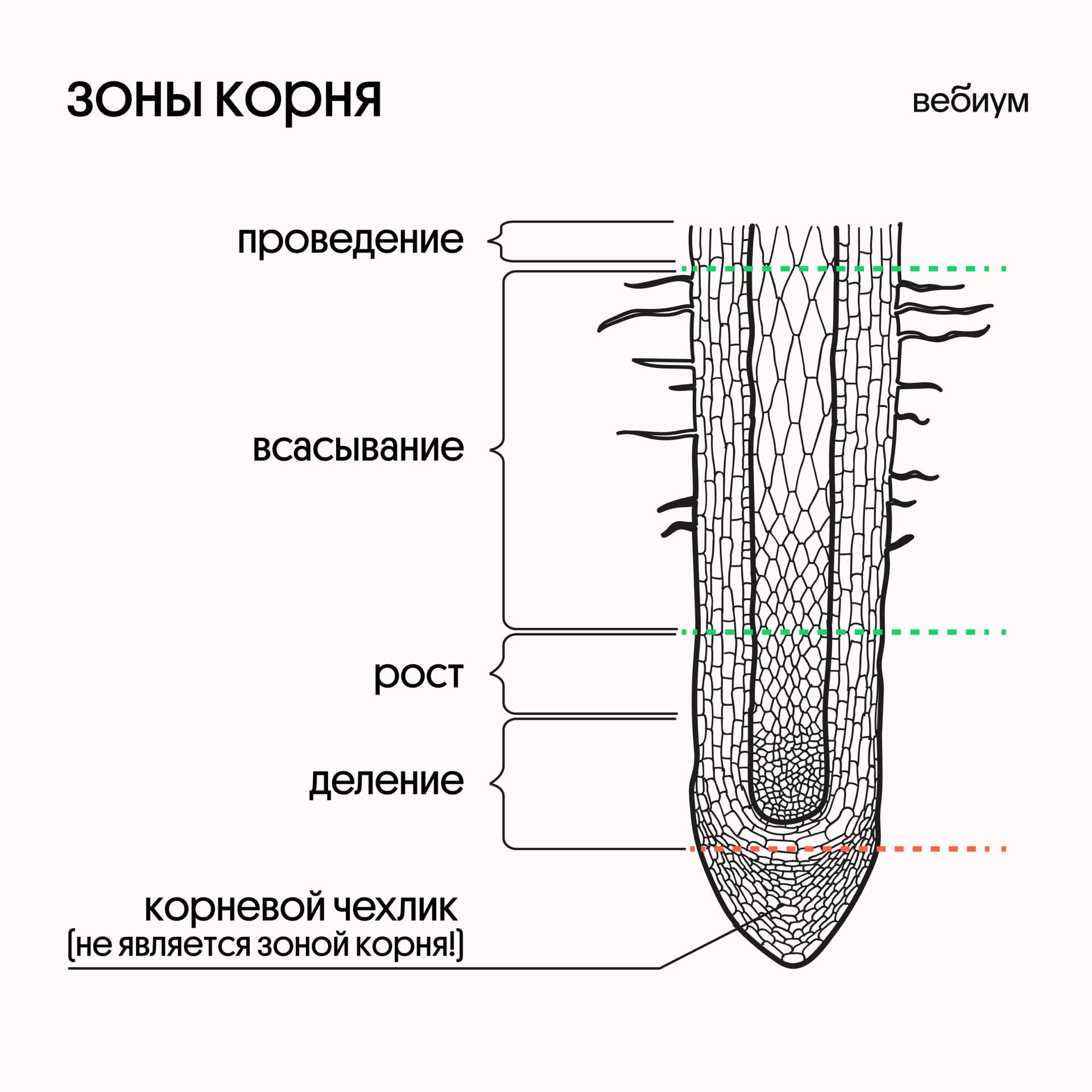 Зоны корня