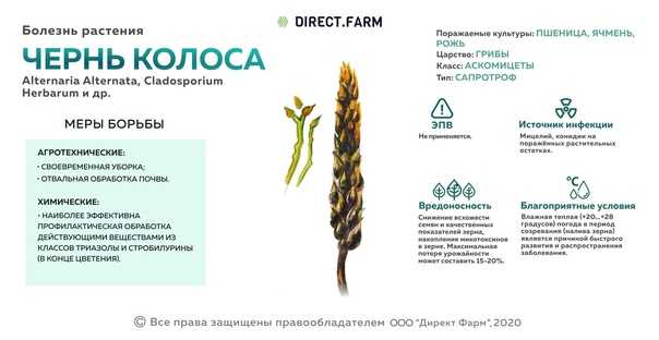 Головня твердая пшеницы - болезни зерновых и зернобобовых
