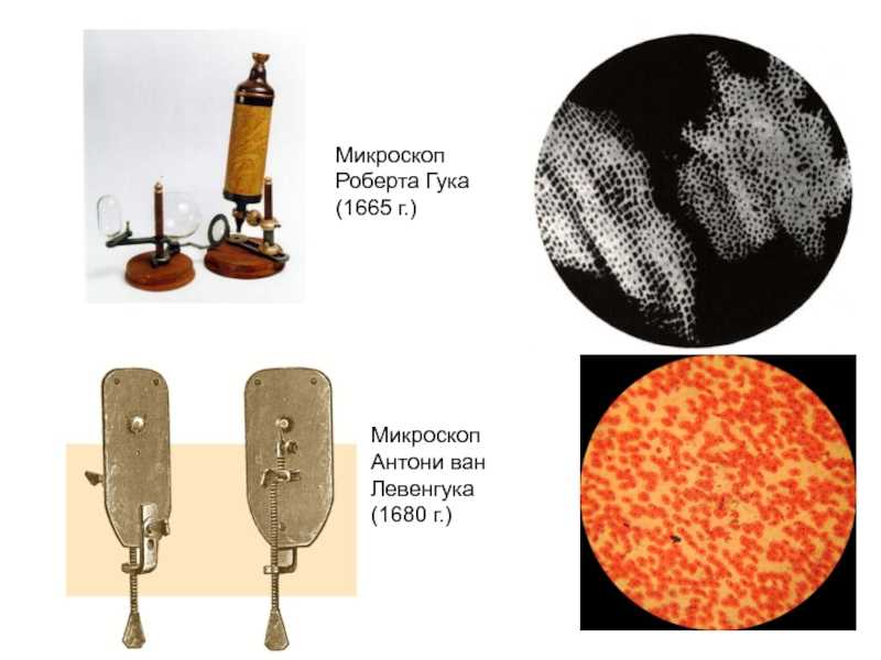 История микроскопа