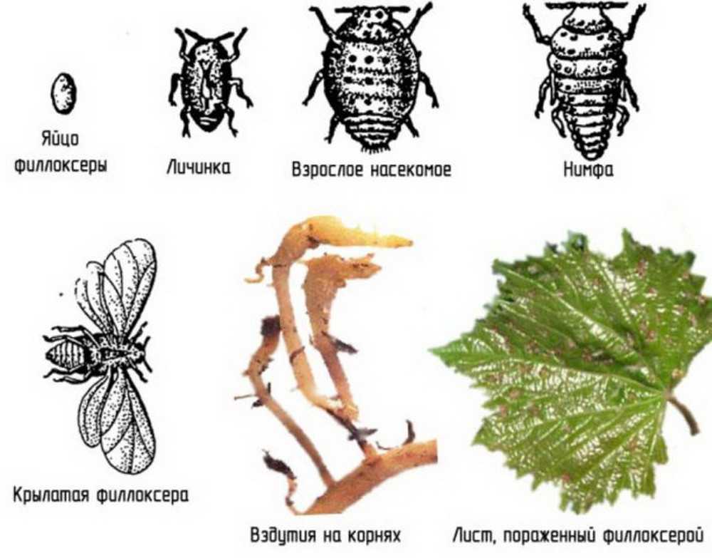 Виноградная филлоксера