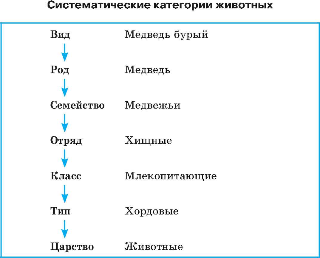 Систематика растений: основные принципы и классификация