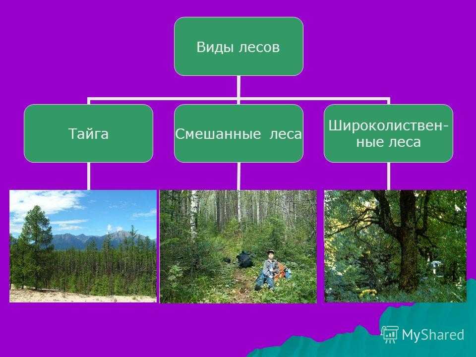 Лес. типы, виды и классификация лесов