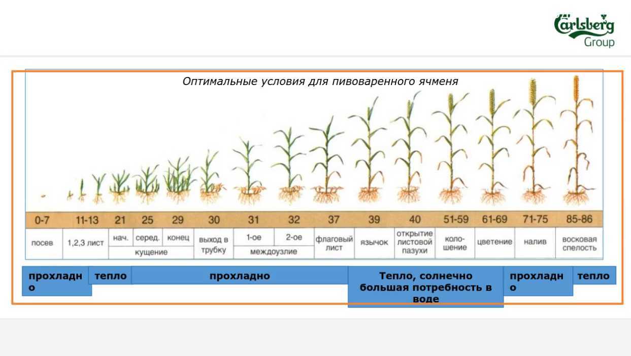Фазы вегетации озимой пшеницы. рост и развитие (фенологические фазы) злаковых культур. существует несколько подходов, каждый из которых имеет свои плюсы и минусы