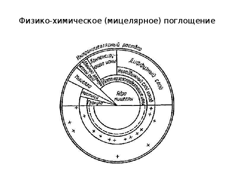 Почвенный поглощающий комплекс