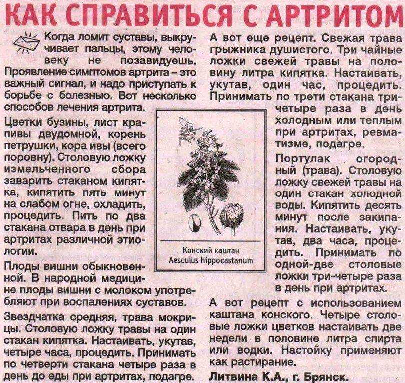 Дерево каштан: описание, особенности выращивания - sadovnikam.ru
