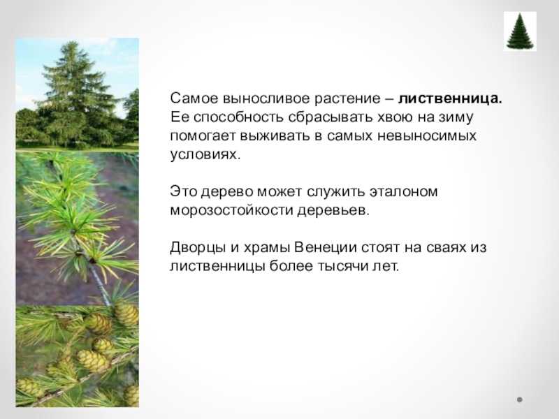 Какие сорта яблонь лучше сажать в сибири - топ 5: описание, фото, отзывы