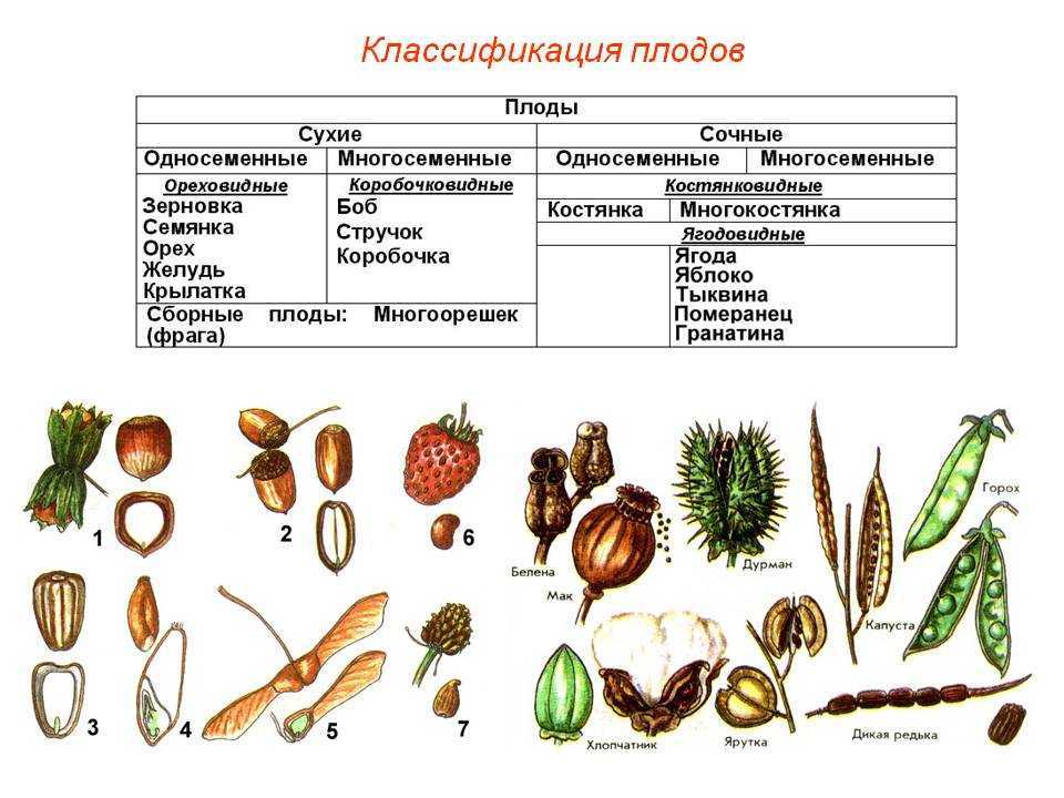 Плод. его строение, функции и многообразие