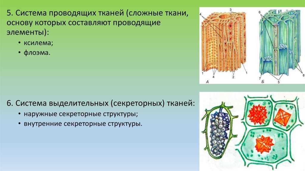 Проводящая ткань растений: строение, функции, ее значение в жизни > лаборатория фитоинвазий