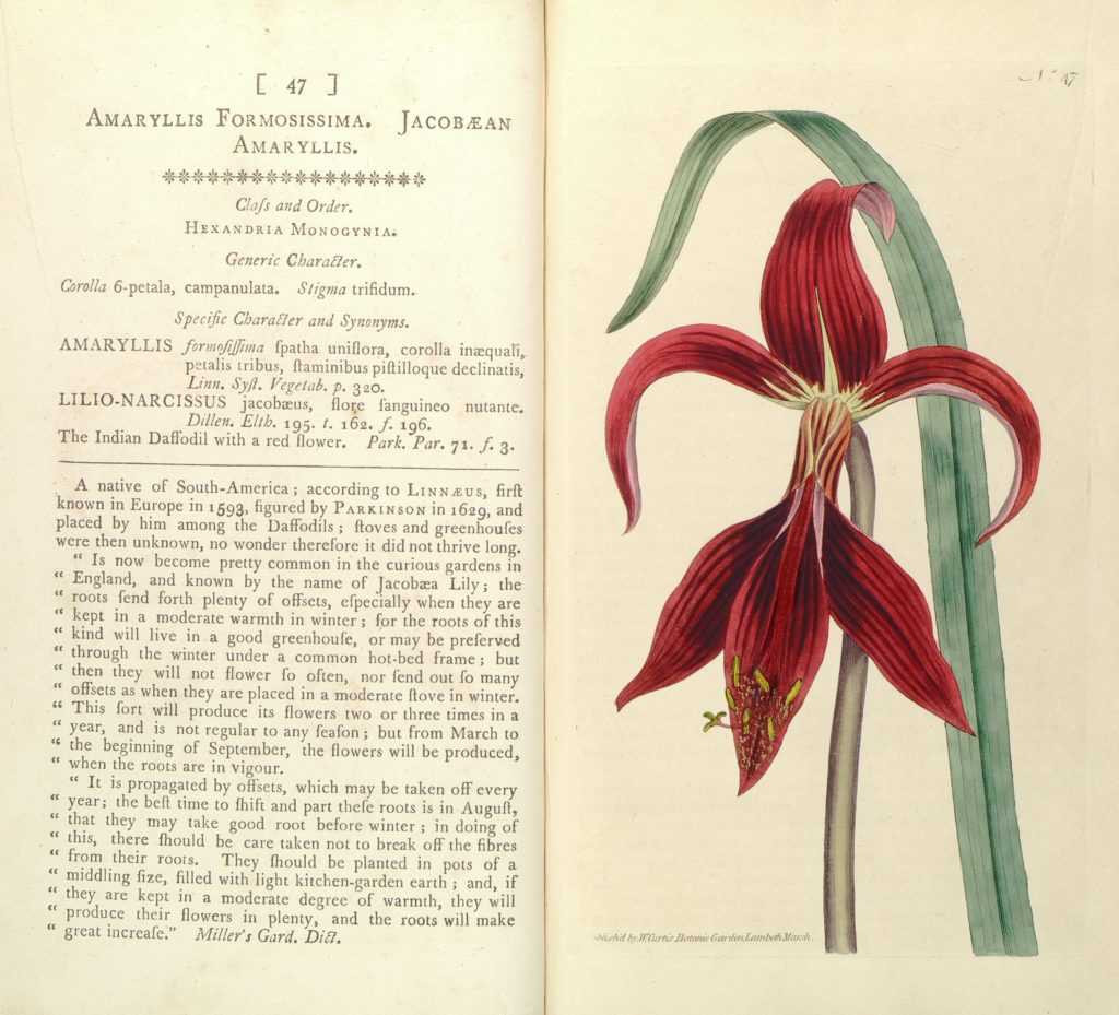 Структура и морфогенез кустарников. циклы развития побегов и их систем