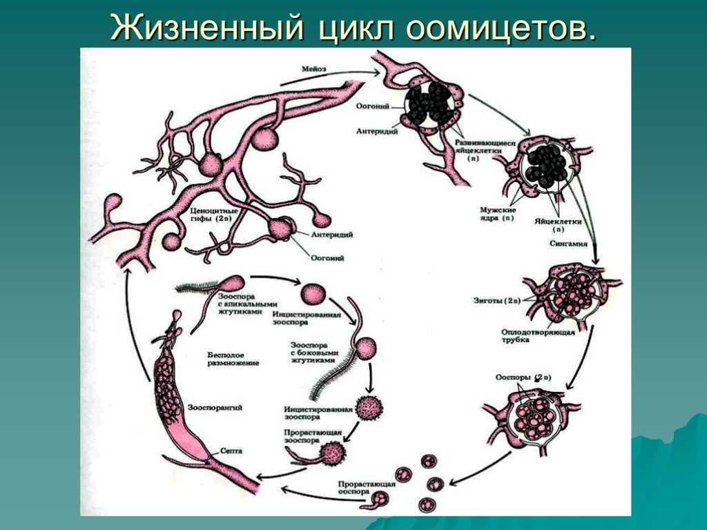 Характеристики оомицетов, жизненный цикл, питание, размножение / биология | thpanorama - сделайте себя лучше уже сегодня!