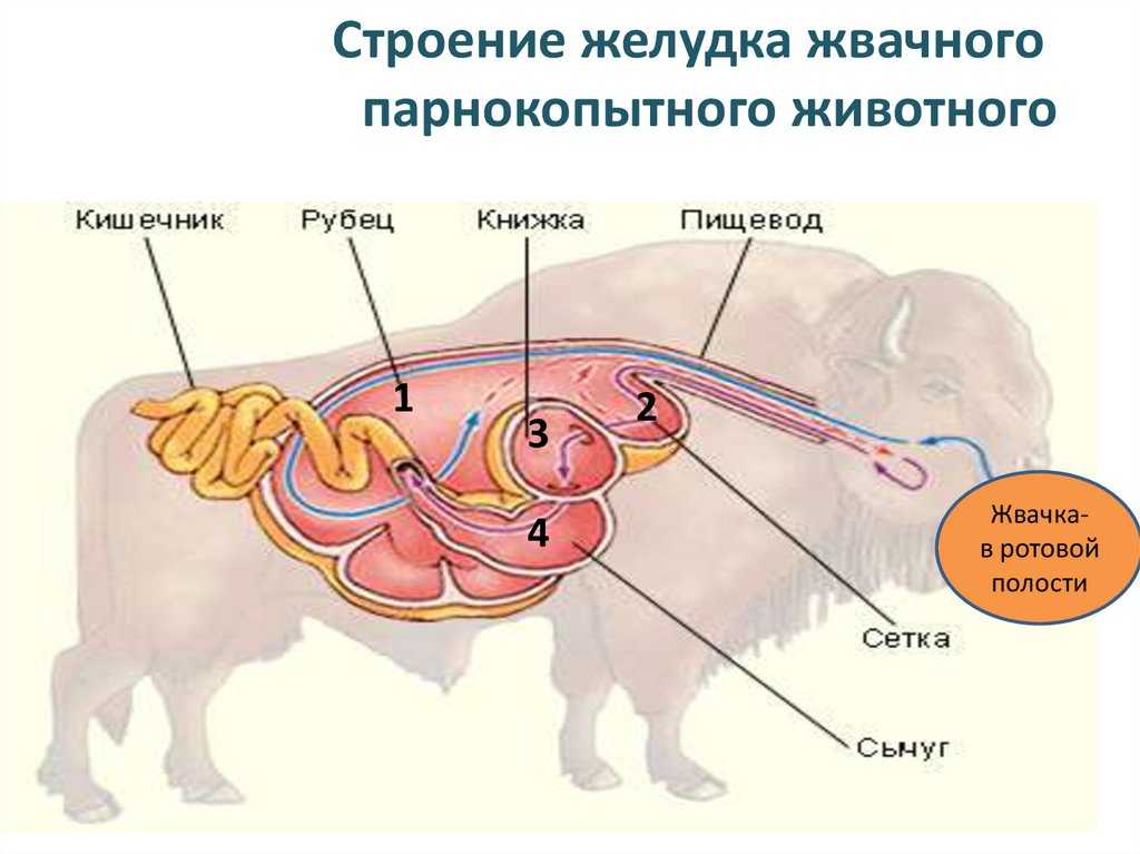 Физиология пищеварения в желудке у крупного рогатого скота, лошади, свиньи