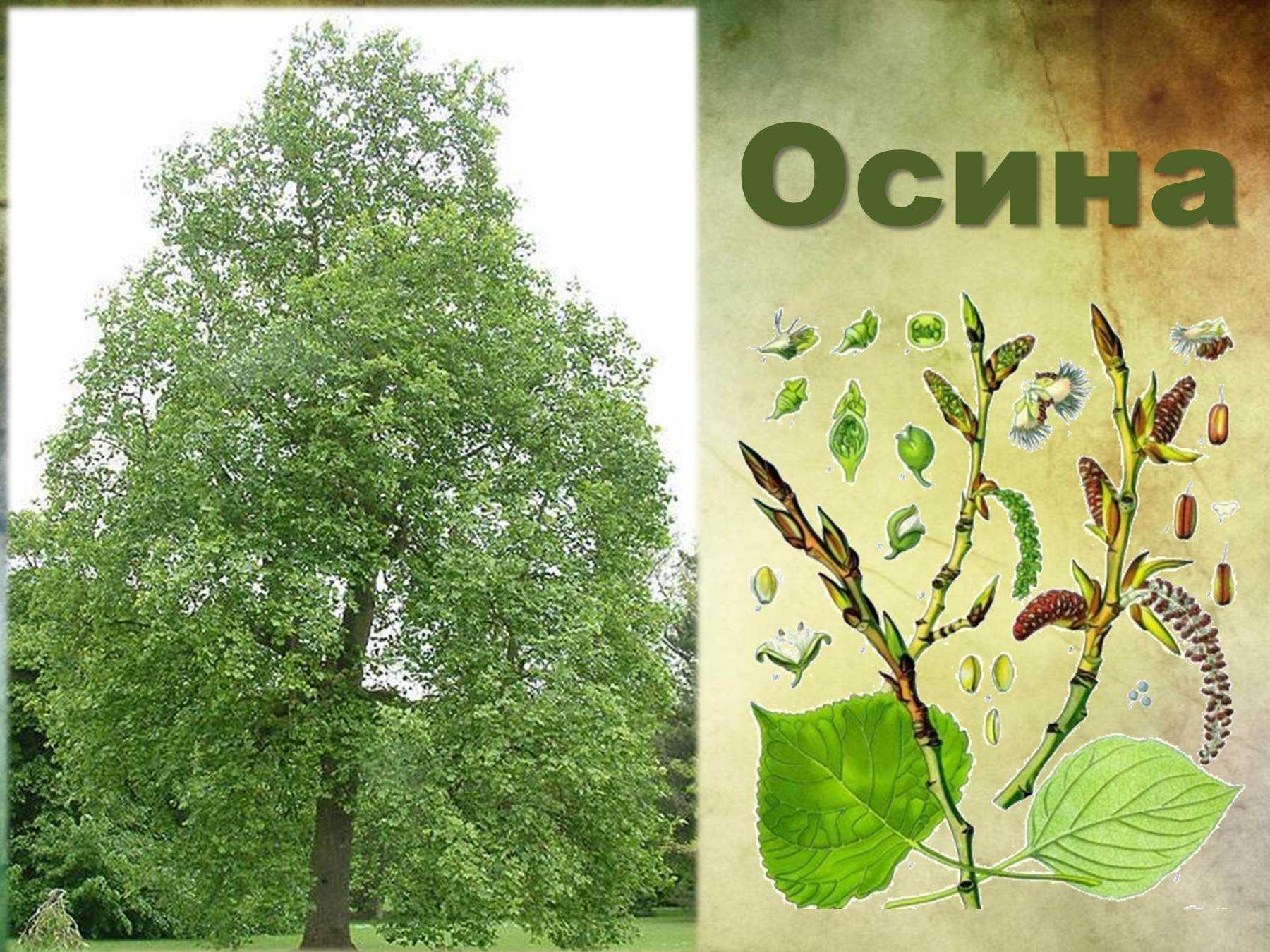 Как отличить осину от тополя, от других деревьев осенью