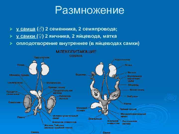 Шпаргалки по анатомии животных - органы размножения самца