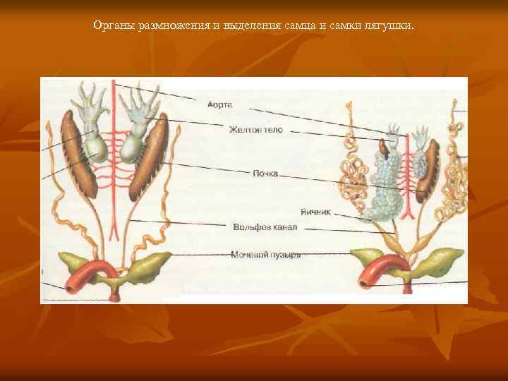 Шпаргалки по анатомии животных - органы размножения самца