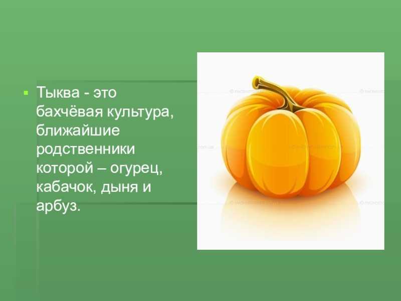 Тыква: внешний вид, фото, особенности, интересные факты, среда обитания