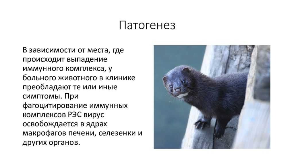 Алеутская болезнь норок — диагностика, меры борьбы
