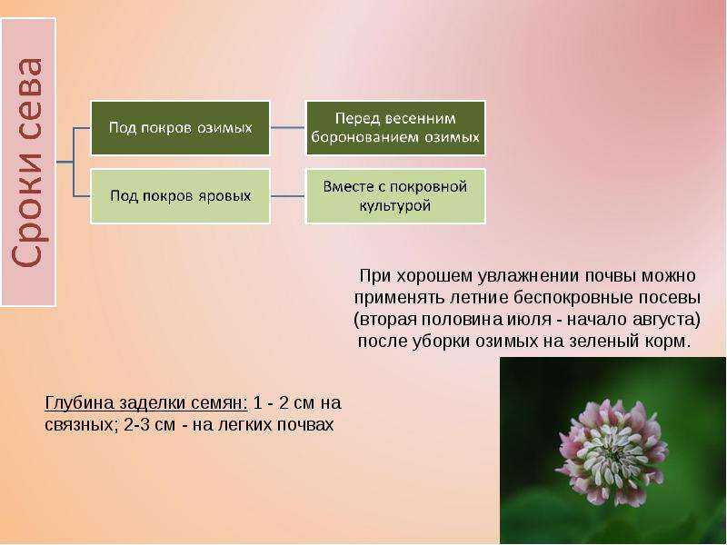 Выращивание и лечебные свойства клевера, его разновидность и применение