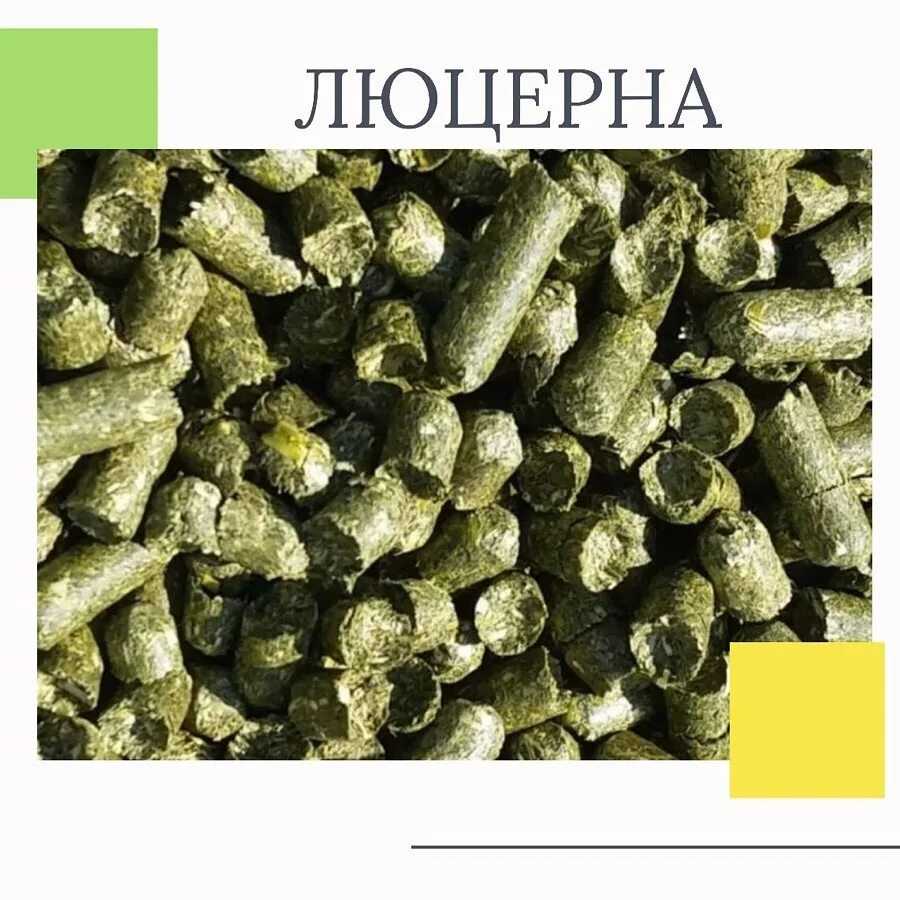 Кормление коров | люцерна как культура для засева пастбищ