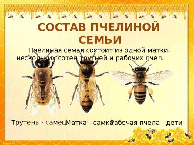 Основные технологии разведения пчел