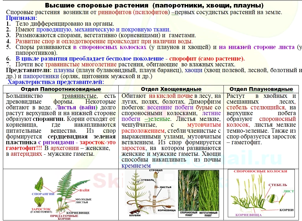 Высшие растения. споровые и голосеменные презентация, доклад, проект на тему