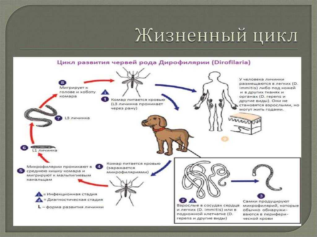 Дирофиляриоз у собак — препараты для лечения, симптомы и диагностика