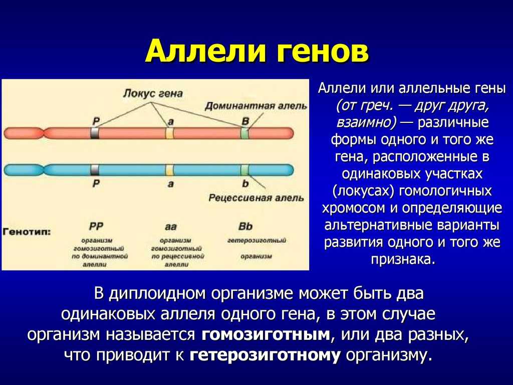 Понятие о множественном аллелизме. множественный аллелизм - реферат