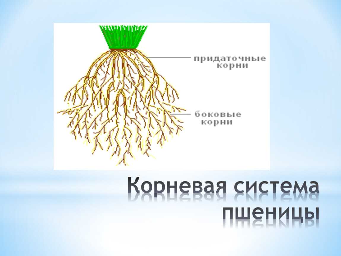 Пшеница твердая | справочник пестициды.ru