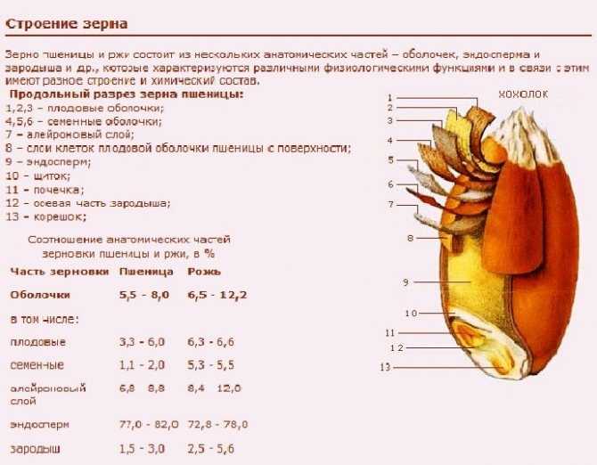 Гиббереллины [1983 гэлстон а., дэвис п., сэттер р. - жизнь зеленого растения]