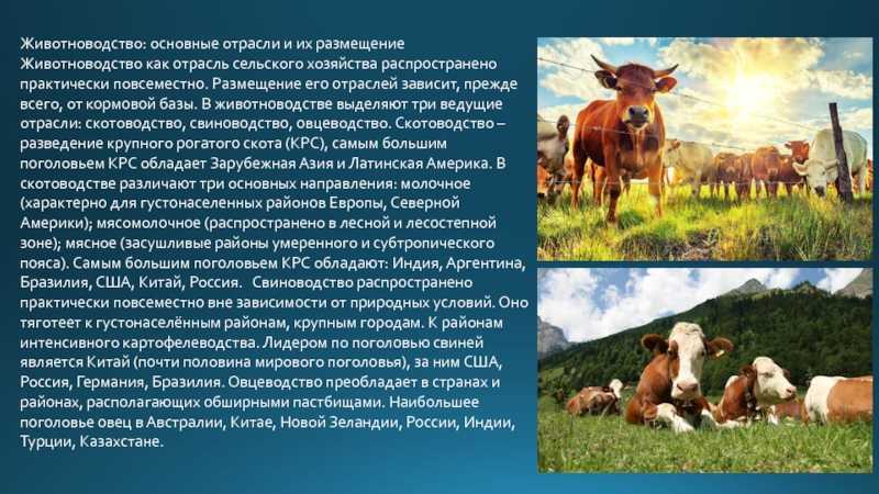 Фермерам о приёмах укрощения животных