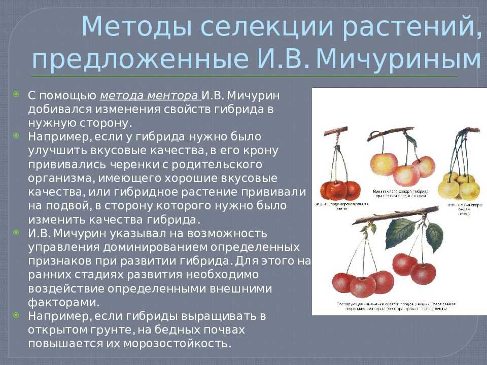 Эволюция видообразования по чарльзу дарвину | мы и космический разум