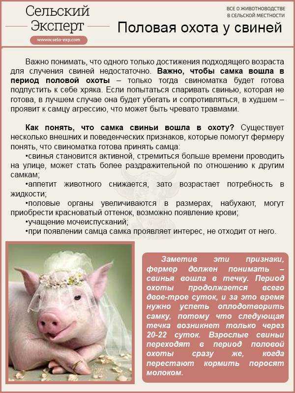 Влияние различных сроков отъема поросят на интенсивность использования свиноматок