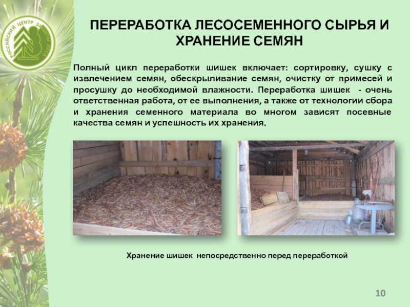 Предварительное обследование лесосеменных объектов перед заготовкой семян