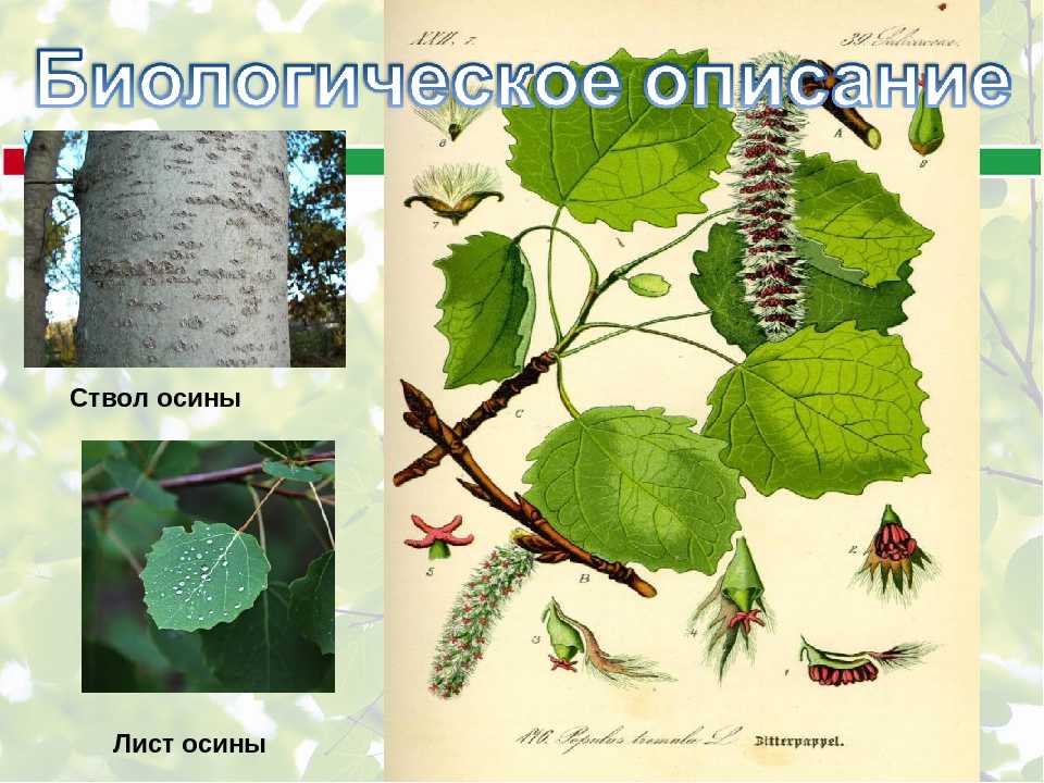 Осина