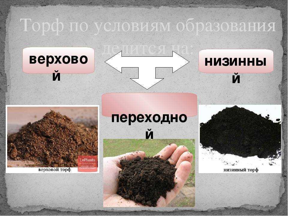 Генезис болотных почв